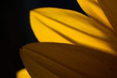 güzel odak ihale çiçekler ile arka plan bulanıklık