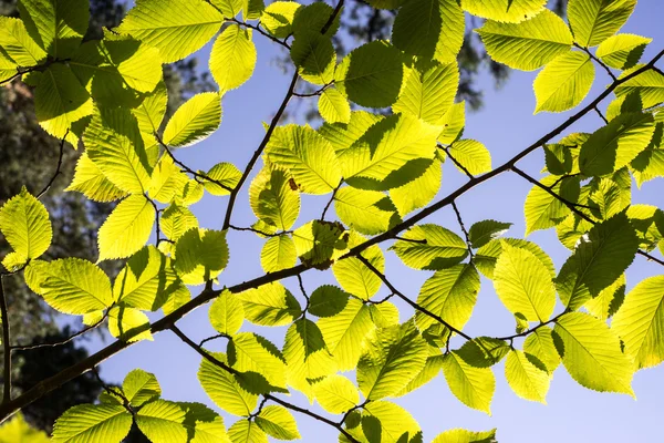 Foglie di tiglio alla luce del sole — Foto Stock