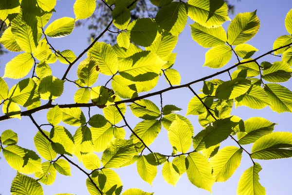 Foglie di tiglio alla luce del sole — Foto Stock