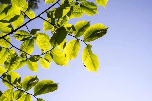 Foglie di tiglio alla luce del sole — Foto Stock