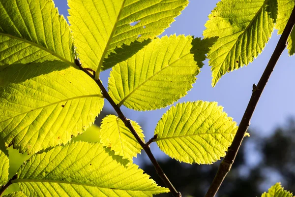 Foglie di tiglio alla luce del sole — Foto Stock