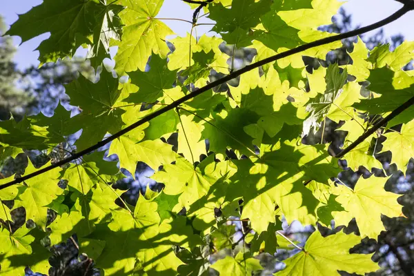 Folhas de árvore de bordo à luz do sol — Fotografia de Stock