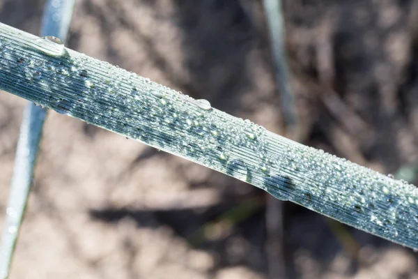 Gras met regendruppels in de ochtendzon in het strand — Stockfoto