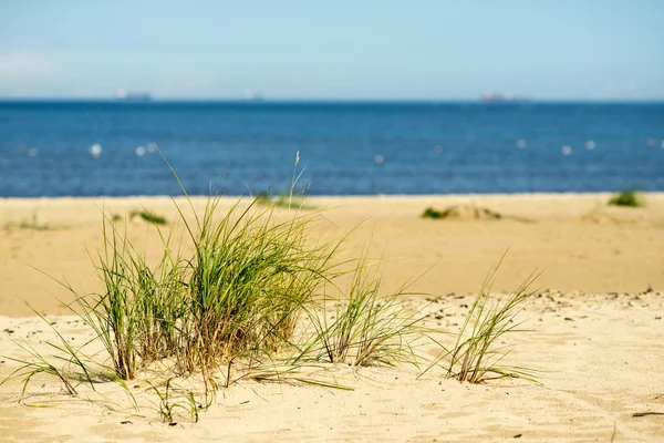 Vista de praia com plantas em água e céu azul — Fotografia de Stock