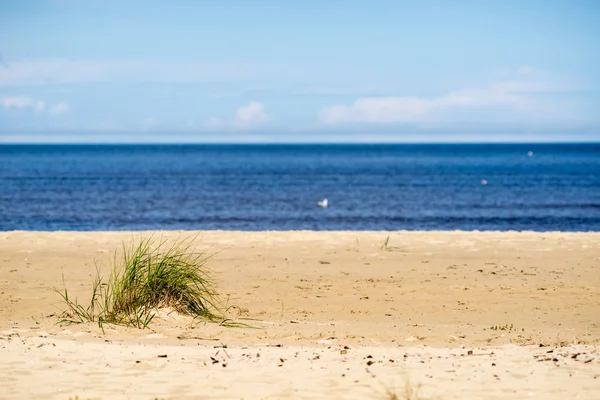 beach view with plants in water and blue sky