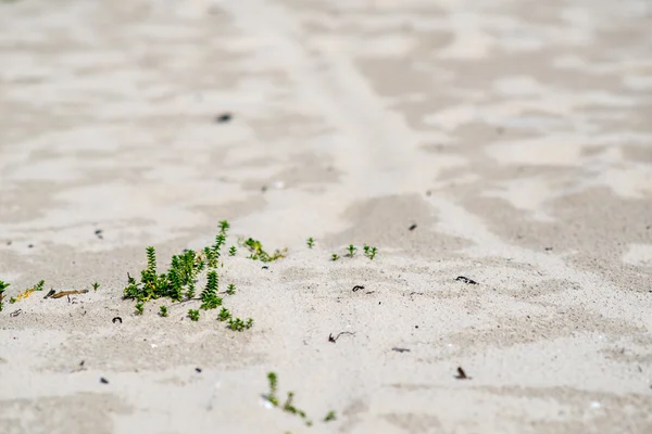 Pequeñas plantas en las dunas de arena —  Fotos de Stock