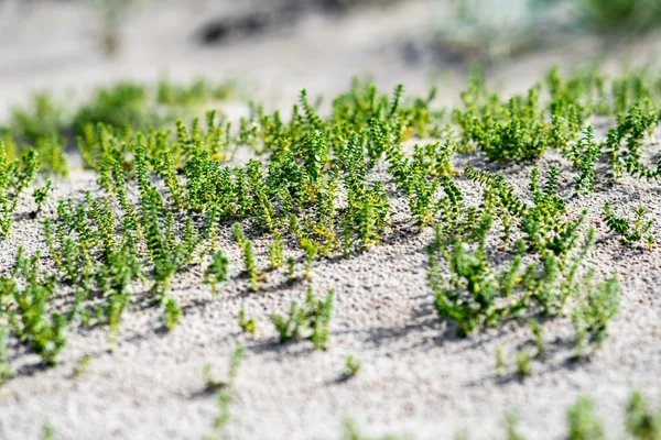 Pequenas plantas nas dunas de areia — Fotografia de Stock