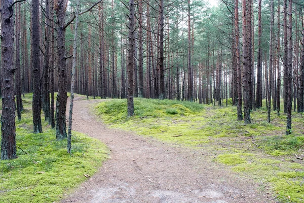 Akşam güneşi tarafından ülke road Sokağı yaktı