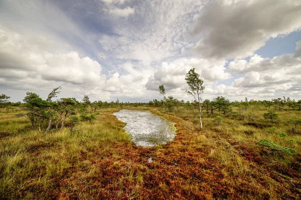 Swamp view wtih lakes and footpath — Stock Photo, Image