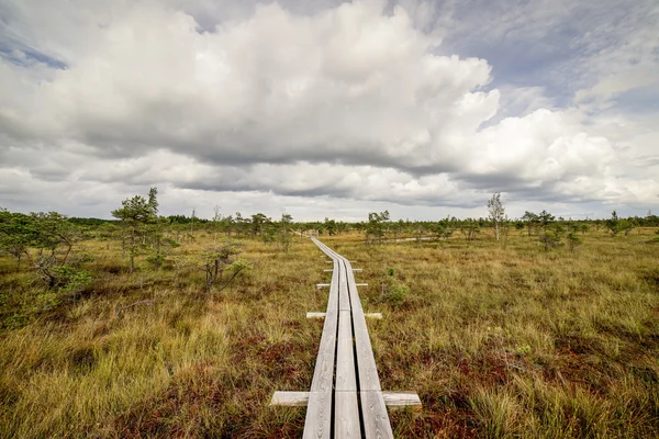 Moeras weergave met meren en voetpad — Stockfoto