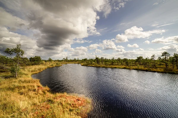 Swamp view wtih lakes and footpath — Stock Photo, Image