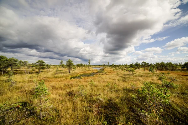 Swamp view wtih lakes and footpath — Stock Photo, Image