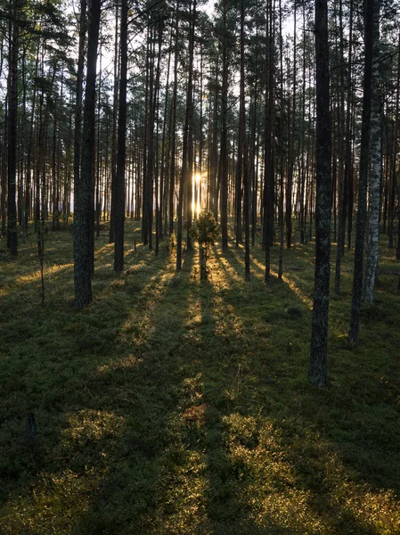 Starý Les s mechem kryty stromy a paprsky slunce — Stock fotografie