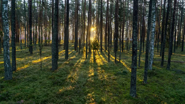 Bosque viejo con árboles cubiertos de musgo y rayos de sol — Foto de Stock