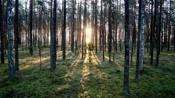 Starý Les s mechem kryty stromy a paprsky slunce — Stock fotografie