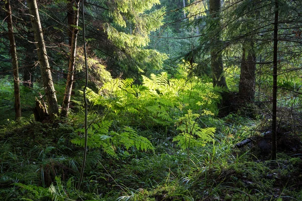 Bosque viejo con árboles cubiertos de musgo y rayos de sol —  Fotos de Stock