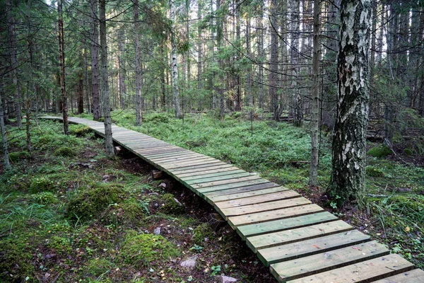 Alter Wald mit moosbewachsenen Bäumen und Sonnenstrahlen — Stockfoto