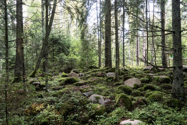 Bosque viejo con árboles cubiertos de musgo y rayos de sol —  Fotos de Stock