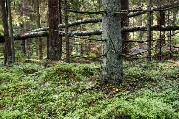 Gammal skog med mossa täckt träd och strålar av sol — Stockfoto