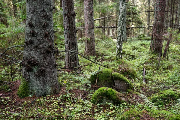 Alter Wald mit moosbewachsenen Bäumen und Sonnenstrahlen — Stockfoto