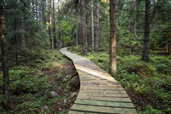 Alter Wald mit moosbewachsenen Bäumen und Sonnenstrahlen — Stockfoto