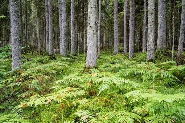 Gammal skog med mossa täckt träd och strålar av sol — Stockfoto