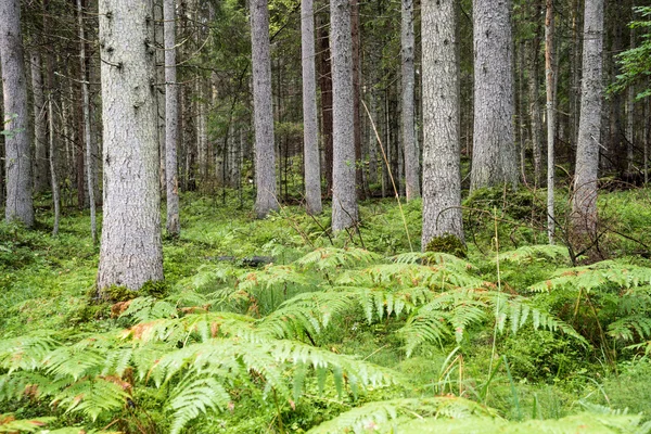 Gammal skog med mossa täckt träd och strålar av sol — Stockfoto