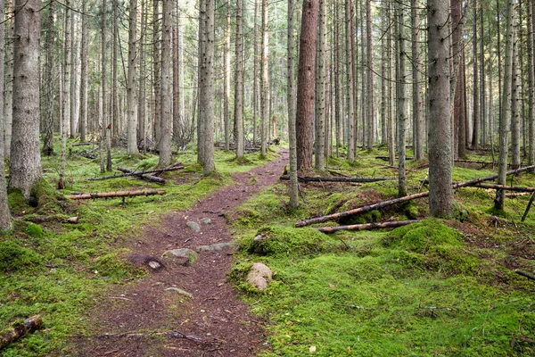 Vecchia foresta con alberi coperti di muschio e raggi di sole — Foto Stock