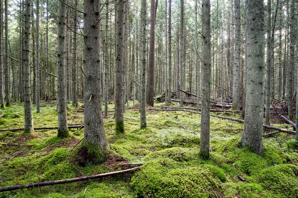 Bosque viejo con árboles cubiertos de musgo y rayos de sol —  Fotos de Stock