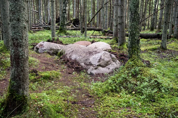 Vieille forêt avec des arbres couverts de mousse et des rayons de soleil — Photo