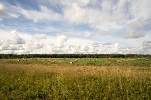 Rolki siana w zielone pole — Zdjęcie stockowe
