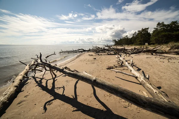 Pejzaż plaża ze starych pni w wodzie — Zdjęcie stockowe