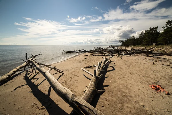 Horizonte de la playa con troncos de árboles viejos en el agua —  Fotos de Stock