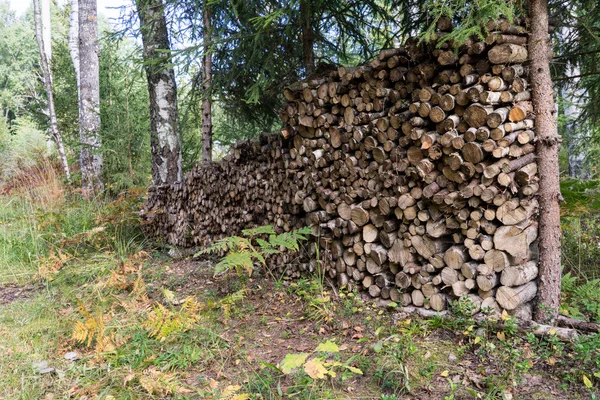 Stacked firewood of spruce in the forest — Stock Photo, Image