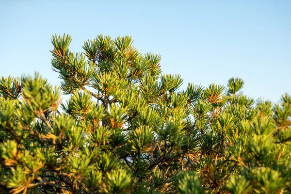 Herfst planten op het moeras — Stockfoto