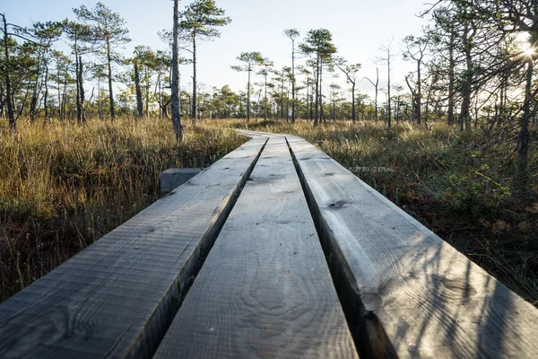 Sentiero in legno sulla palude — Foto Stock