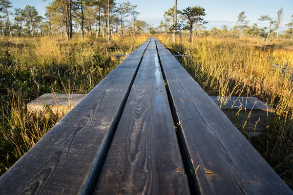 Sentiero in legno sulla palude — Foto Stock