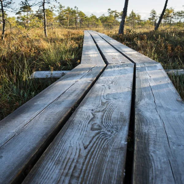 Sendero de madera en el pantano — Foto de Stock