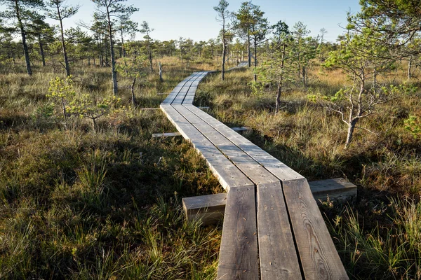 stock image wooden footpath on the bog