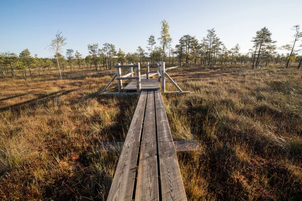 Sentiero in legno sulla palude — Foto Stock