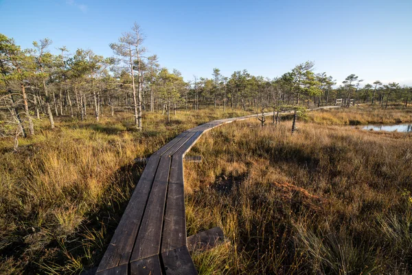 沼地の上の木製の歩道 — ストック写真