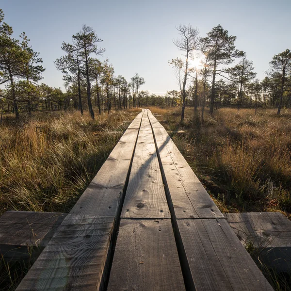 Sentiero in legno sulla palude — Foto Stock