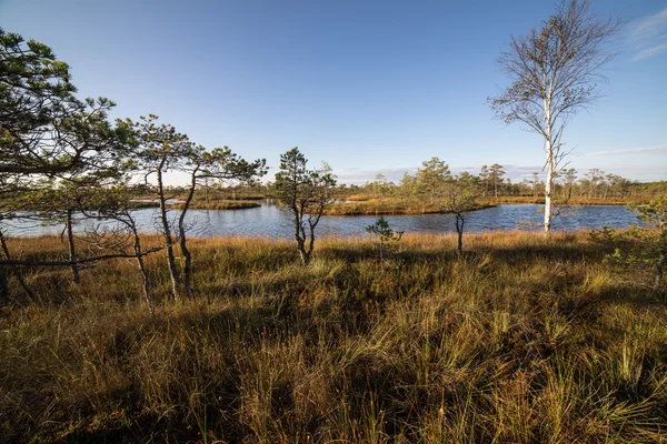 Деревянная тропинка на болоте — стоковое фото