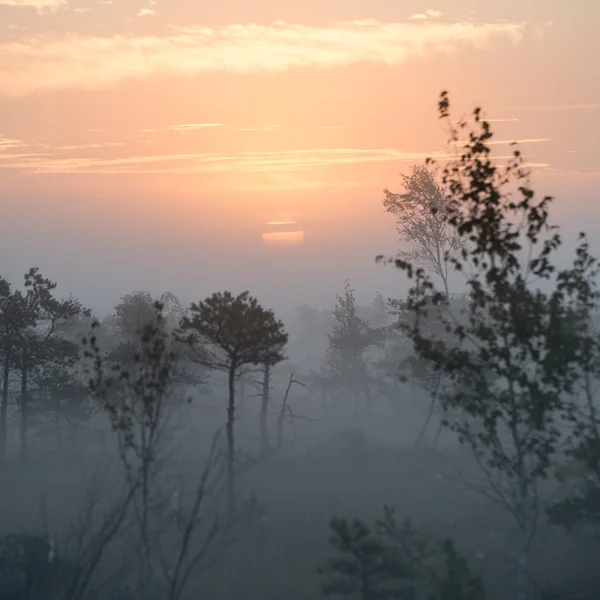 Prachtige rustige landschap van mistige moeras lake — Stockfoto