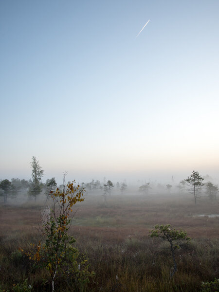 Beautiful tranquil landscape of misty swamp lake with mist and boardwalks