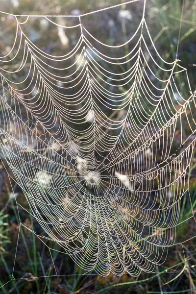 Beautiful spiderweb with dew drops — Stock Photo, Image