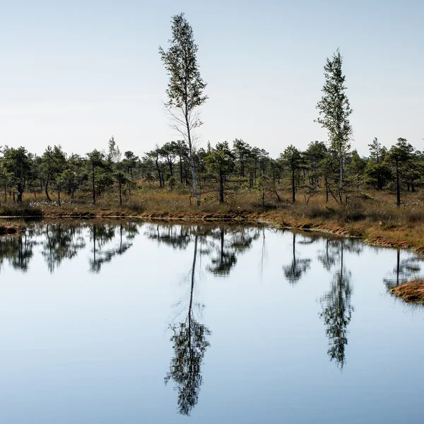 Красивый спокойный пейзаж туманного болотного озера — стоковое фото