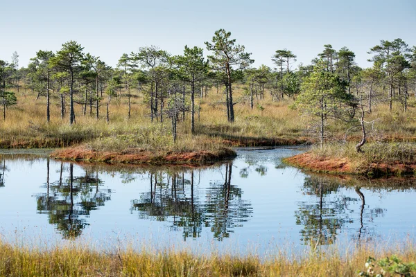 Beautiful tranquil landscape of misty swamp lake — Stock Photo, Image