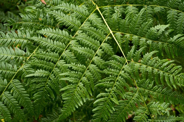 Fondo de follaje verde — Foto de Stock