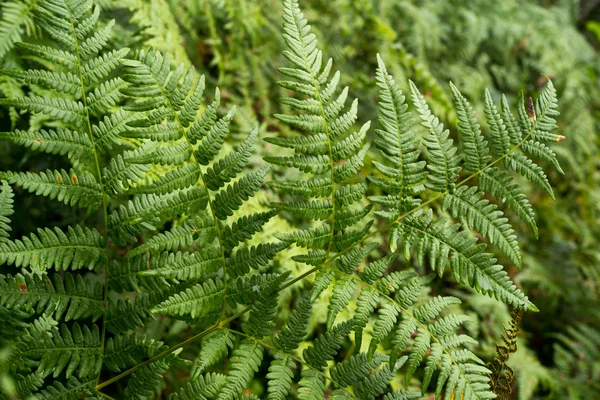 Green foliage background — Stock Photo, Image